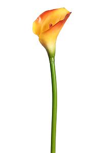 CALA DE LATEX VARA GRANDE 70 CM