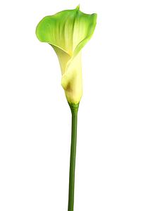 VARA CALA DE FOAM 68 CM