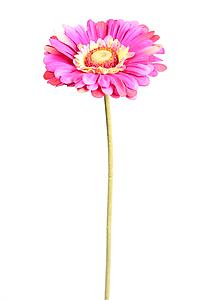 VARA DE GERBERA ARTIFICIAL, 55CM