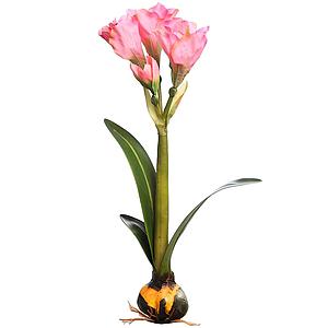 VARA AMARILIS CON BULBO 62CM