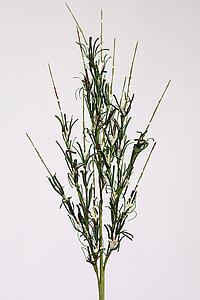 VARA LILY FOAM, 80 CM