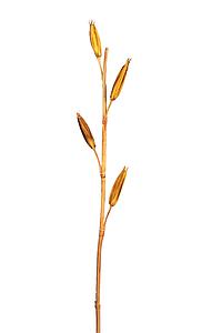 VARA LILY BUDS 100CM