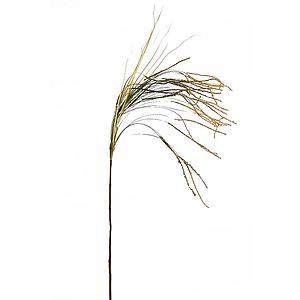 ISOLEPSIS LUXE AMARILLO 130CM