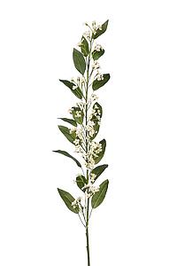 VARA EUPHORBIA 105 CM