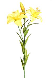 TIGER LILY, VARA X 2 80 CM 