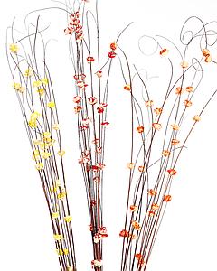 COCO BELI DRAGON 15UD 100CM