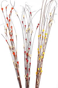 COCO MAIZE (3IN1) 15UD 100CM