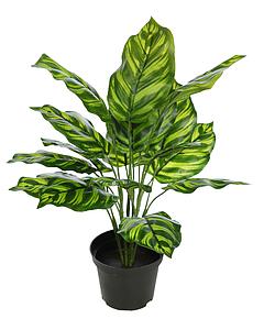 PLANTA CON MACETA CALATHEA 40CM