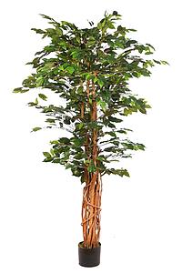 ARBOL FICUS CON MACETA 190CM