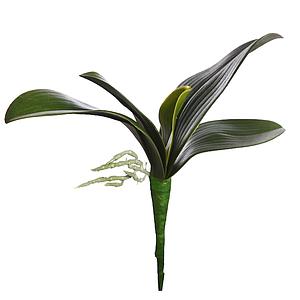 HOJA ORQUIDEA 24 CM