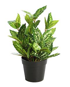 MATA TRADESCANTIA EN MACETA