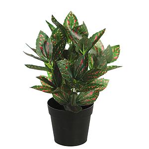 MATA TRADESCANTIA ROJA EN MACETA 