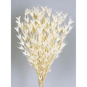 POMO NIGELLA ORIENTALIS 50CM