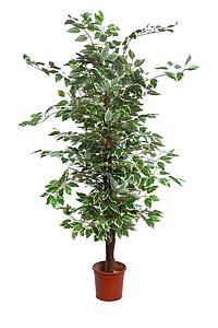ARBOL FICUS BICOLOR 140CM