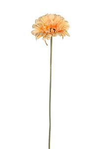 VARA GERBERA ARTIFICIAL 50CM