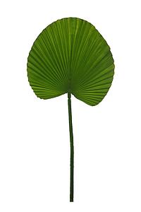 HOJA PALMITO ARTIFICIAL 54CM