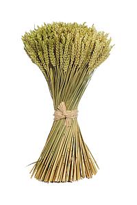 ATADO DE TRIGO PRESERVADO 46CM 