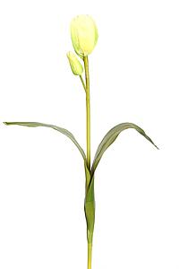 TULIPAN 60CM